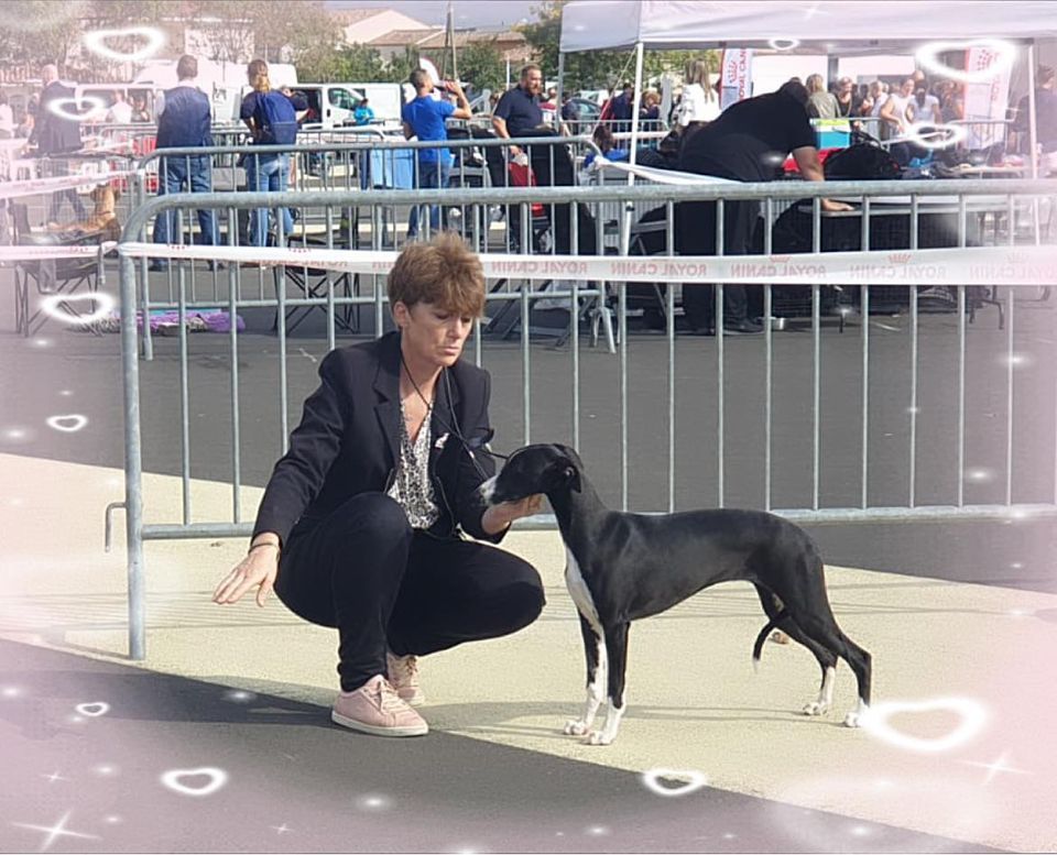 von Hoëhenzoller - Traviata Von Hoëhenzoller Best puppy à BEZIERS 2022