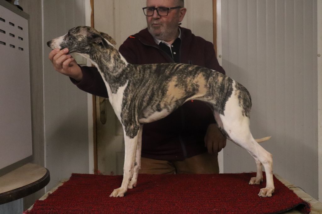 von Hoëhenzoller - Chiot disponible  - Whippet