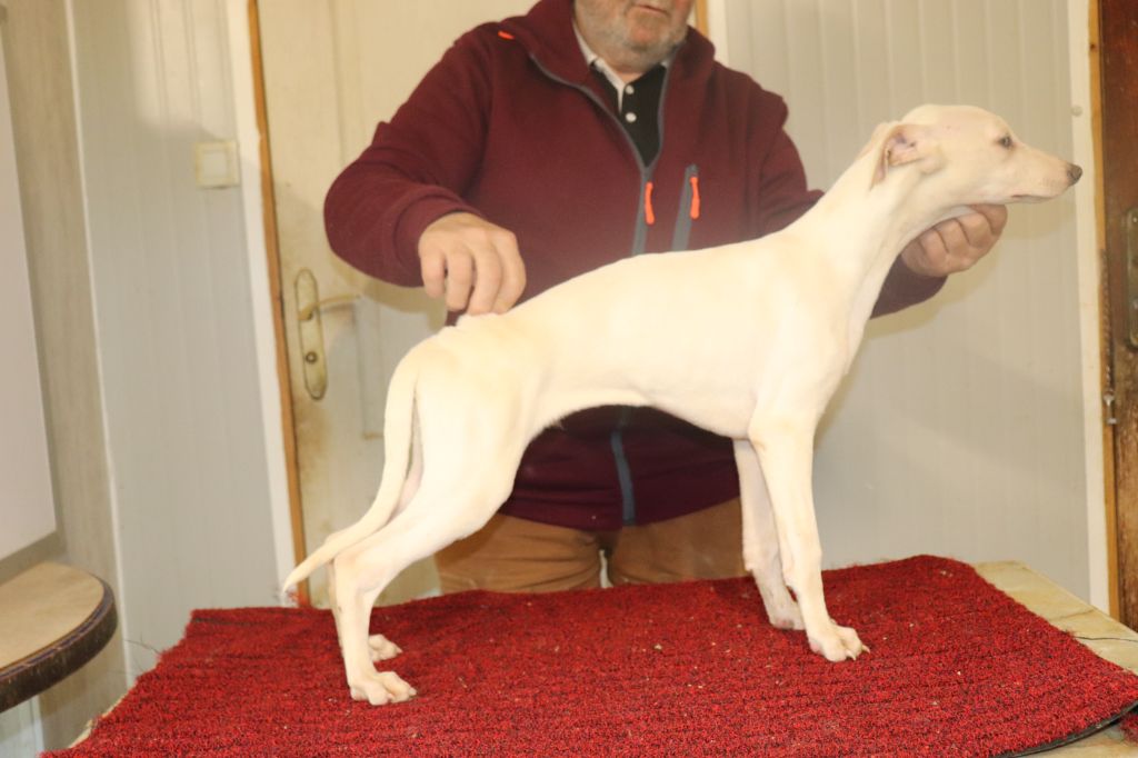 von Hoëhenzoller - Chiot disponible  - Whippet