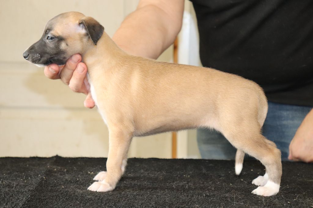 von Hoëhenzoller - Chiot disponible  - Whippet