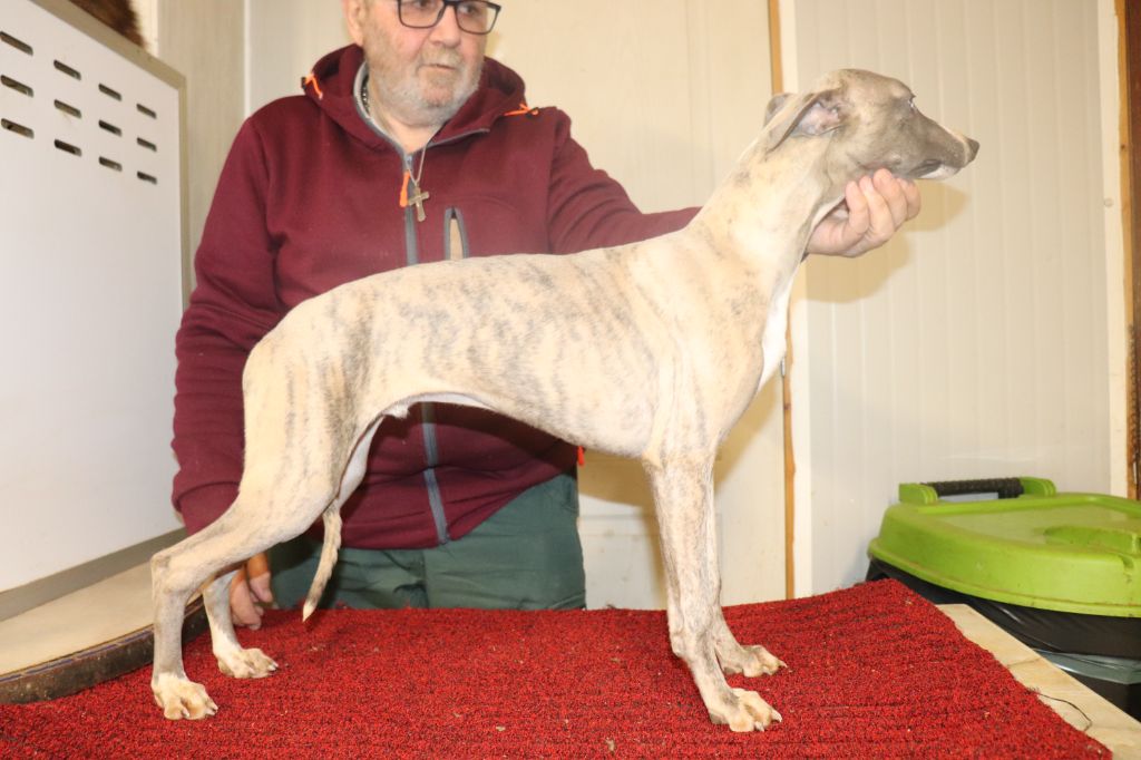 von Hoëhenzoller - Chiot disponible  - Whippet