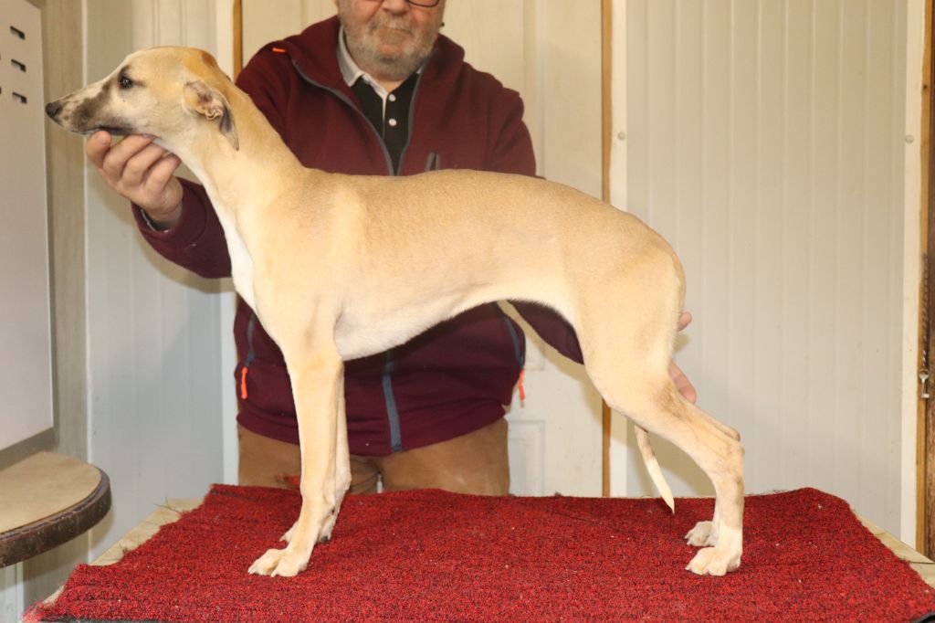 von Hoëhenzoller - Chiot disponible  - Whippet