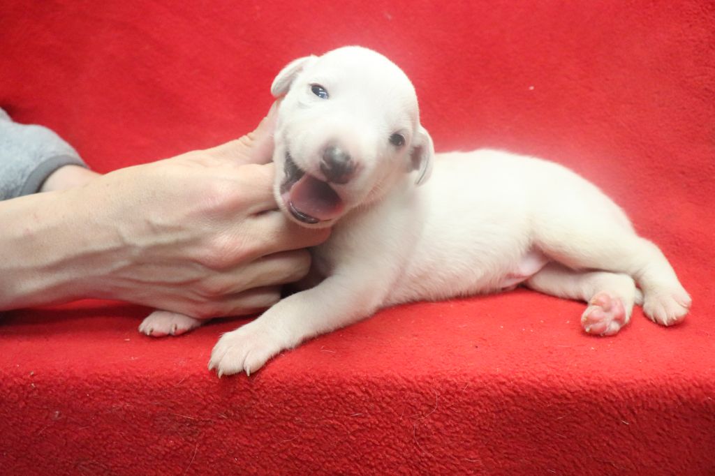 von Hoëhenzoller - Chiot disponible  - Whippet