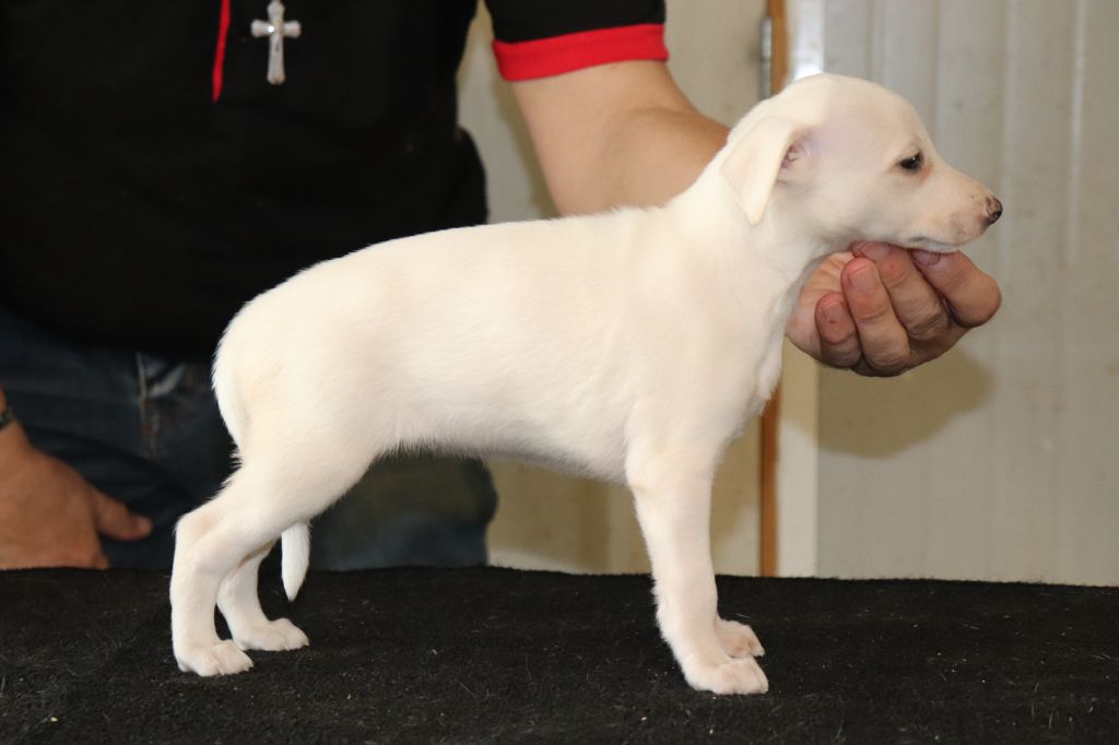 von Hoëhenzoller - Chiot disponible  - Whippet