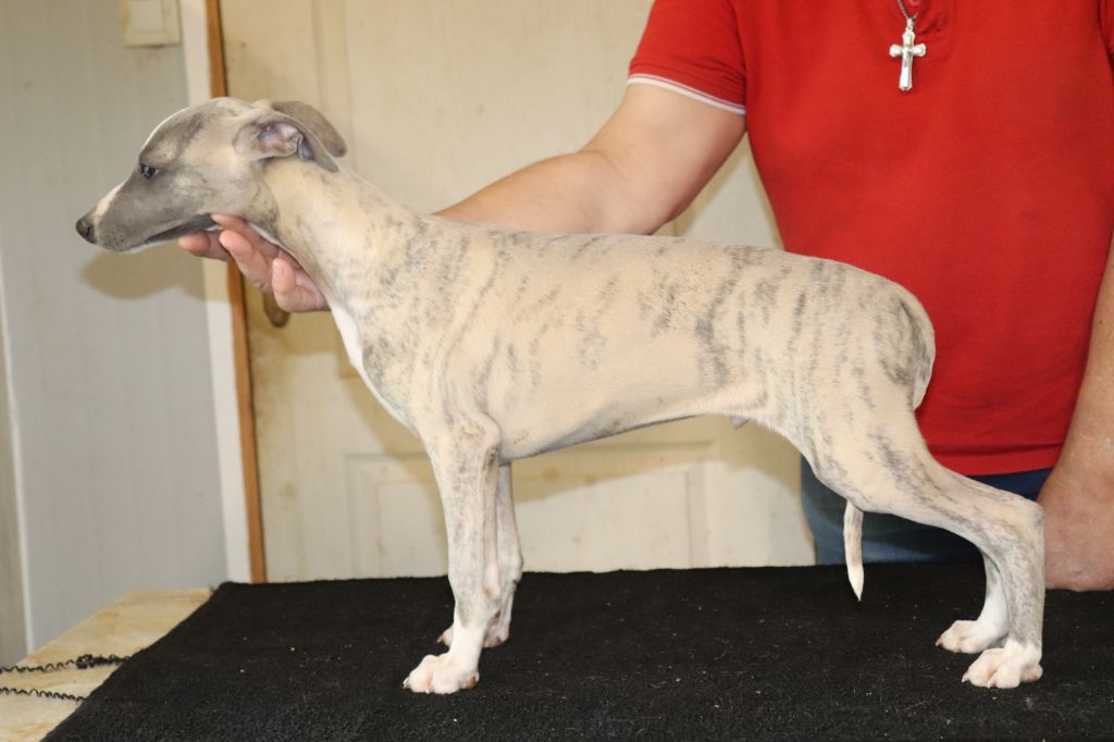 von Hoëhenzoller - Chiot disponible  - Whippet