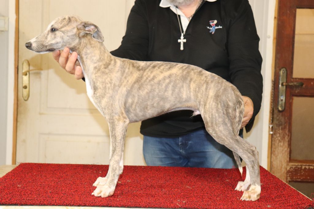 von Hoëhenzoller - Chiot disponible  - Whippet