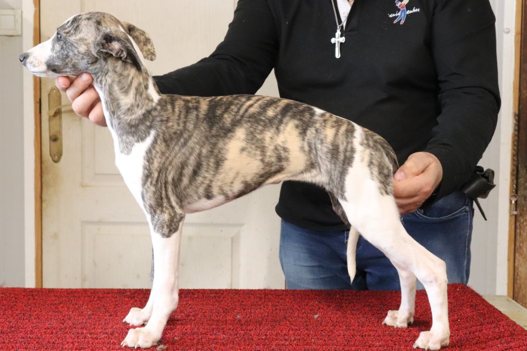 von Hoëhenzoller - Chiot disponible  - Whippet