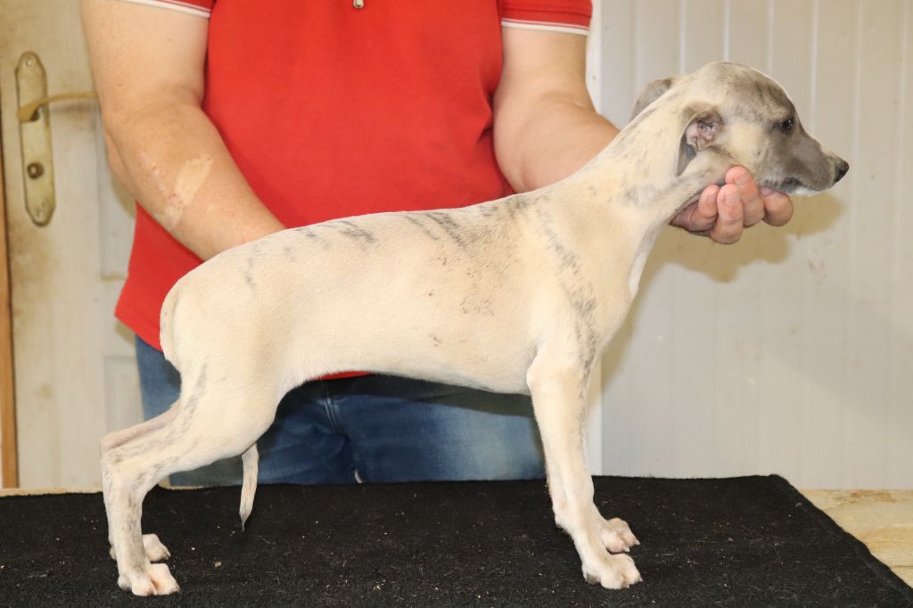 von Hoëhenzoller - Chiot disponible  - Whippet