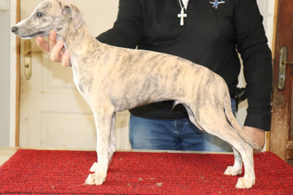 von Hoëhenzoller - Chiot disponible  - Whippet