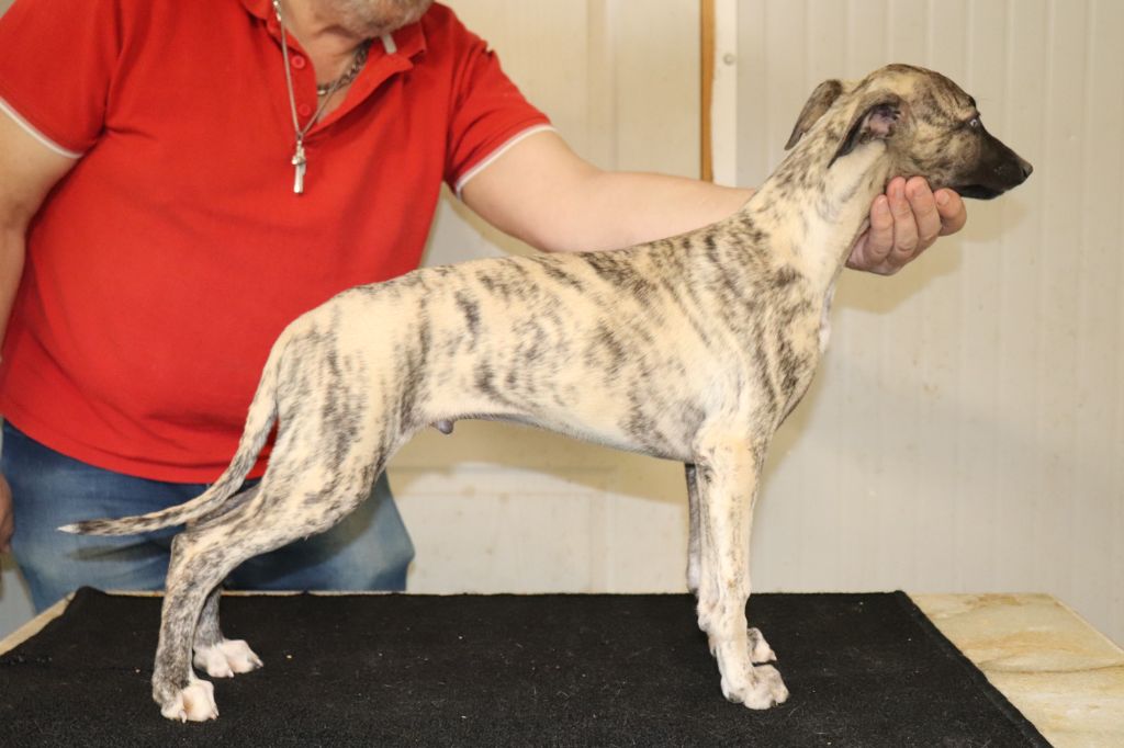 von Hoëhenzoller - Chiot disponible  - Whippet