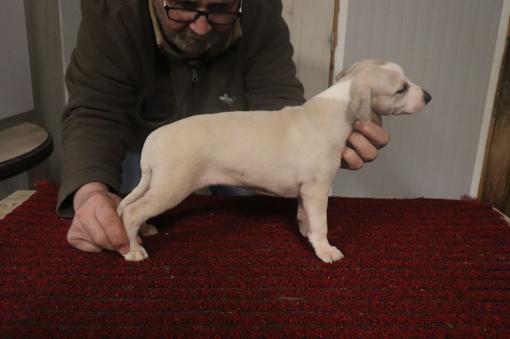 von Hoëhenzoller - Chiot disponible  - Whippet