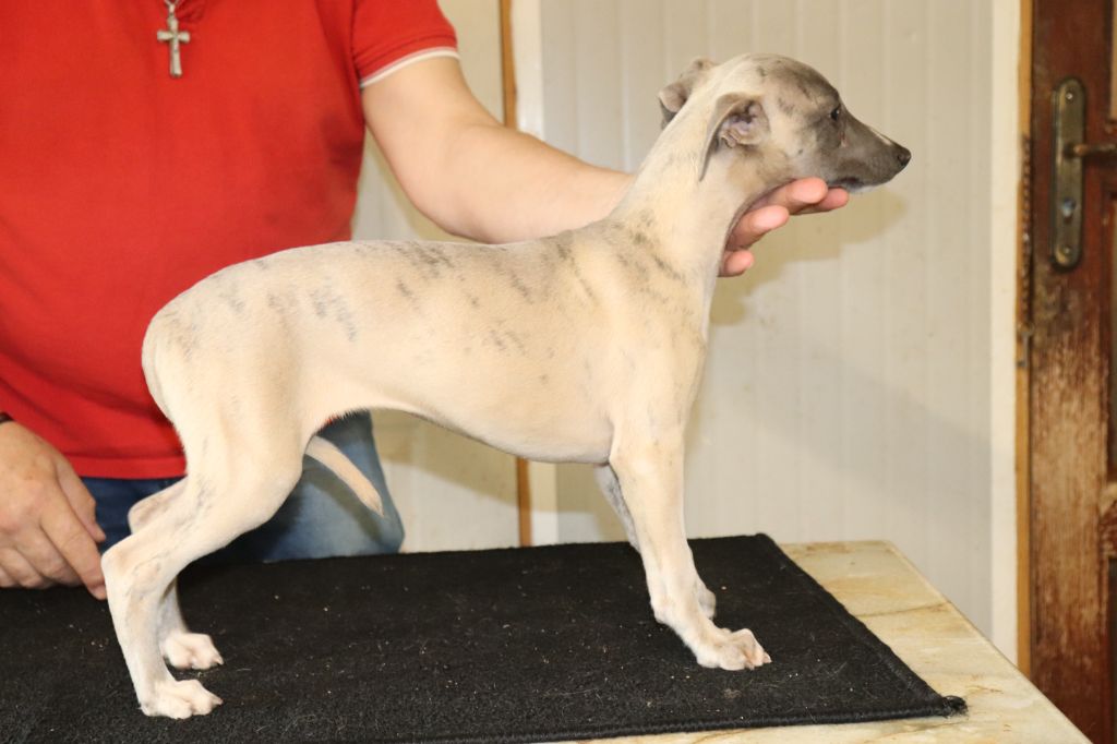 von Hoëhenzoller - Chiot disponible  - Whippet