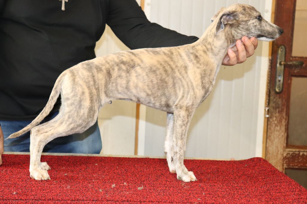 von Hoëhenzoller - Chiot disponible  - Whippet