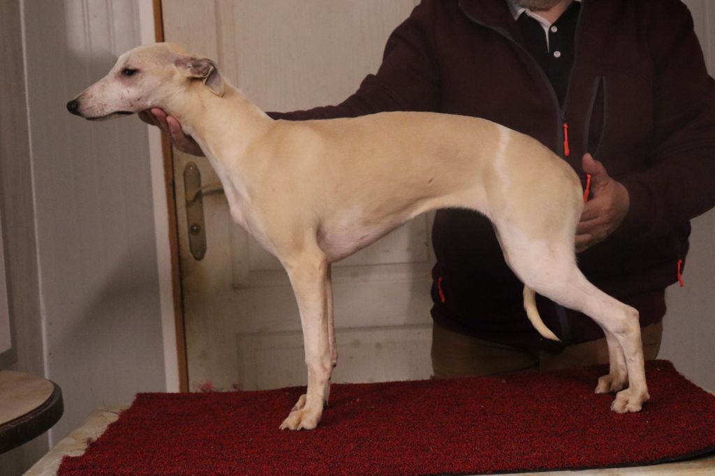 von Hoëhenzoller - Chiot disponible  - Whippet