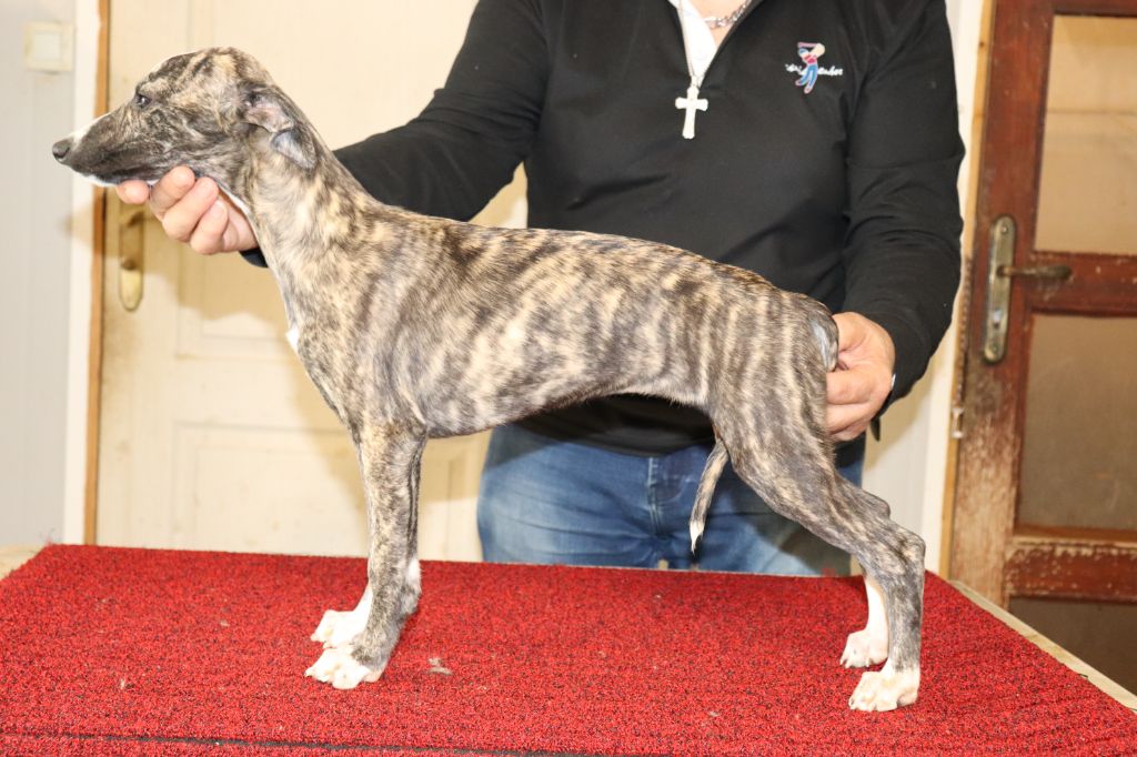 von Hoëhenzoller - Chiot disponible  - Whippet