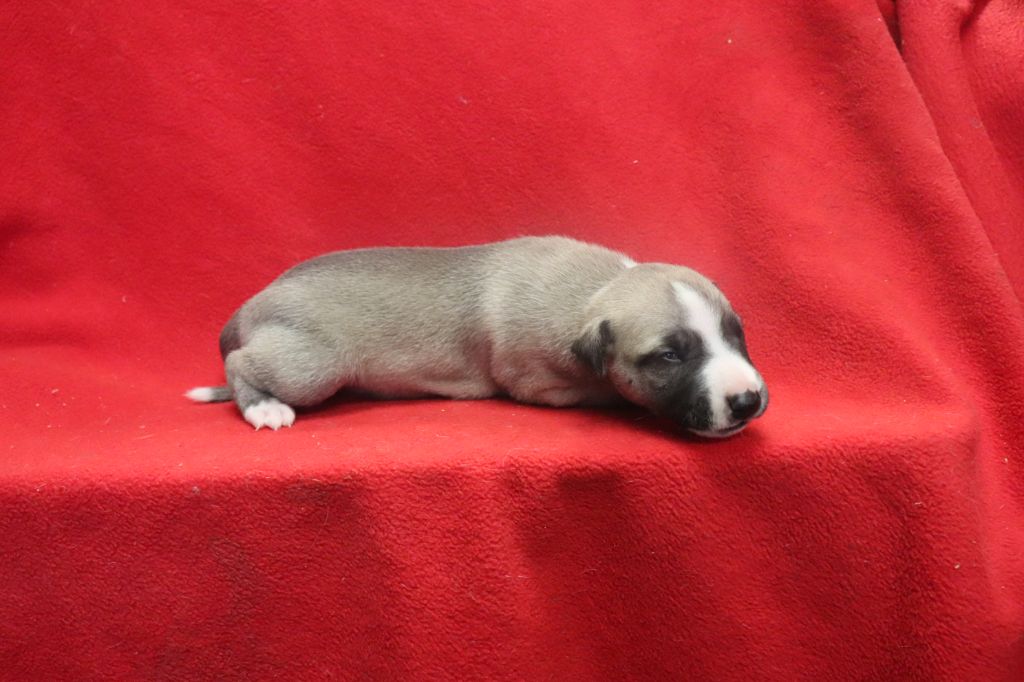 von Hoëhenzoller - Chiot disponible  - Whippet