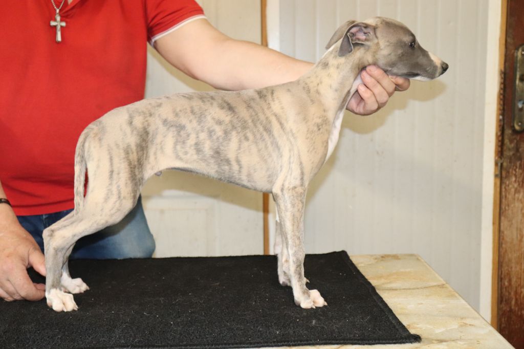 von Hoëhenzoller - Chiot disponible  - Whippet