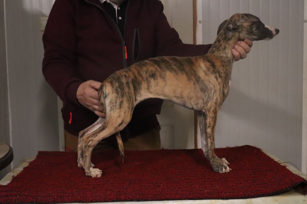 von Hoëhenzoller - Chiot disponible  - Whippet