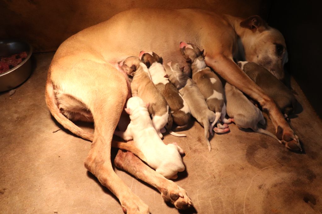 chiot Whippet von Hoëhenzoller