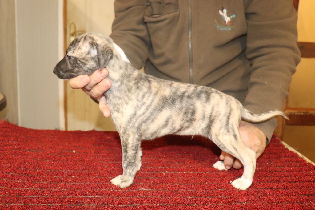 von Hoëhenzoller - Chiot disponible  - Whippet