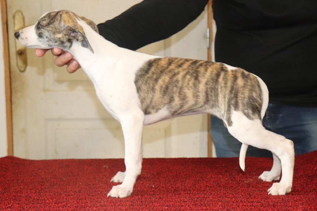 von Hoëhenzoller - Chiot disponible  - Whippet