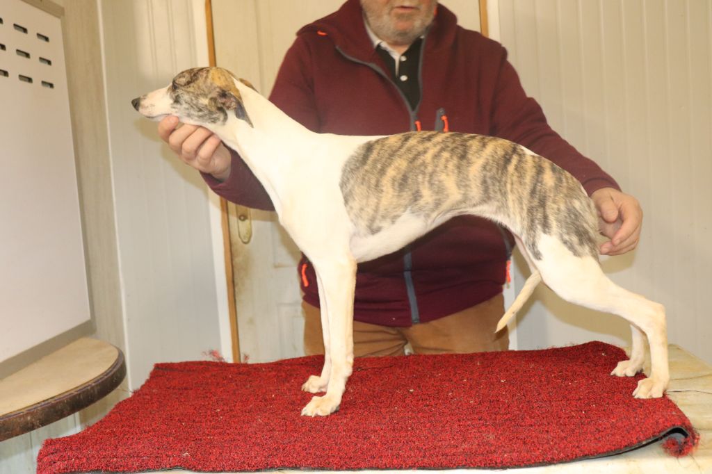 von Hoëhenzoller - Chiot disponible  - Whippet