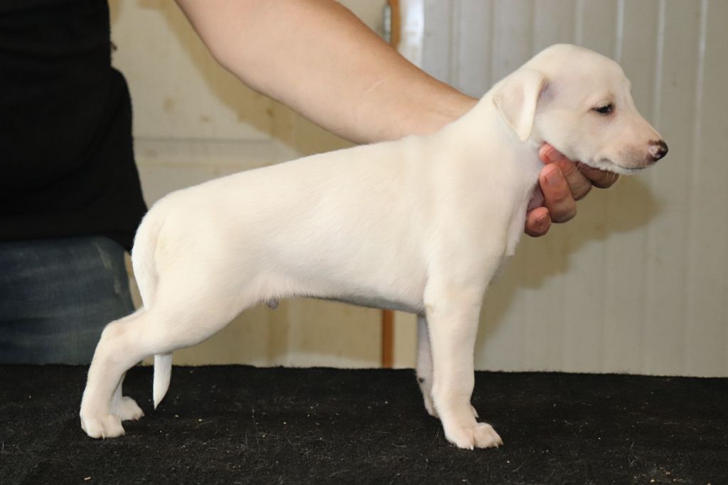 von Hoëhenzoller - Chiot disponible  - Whippet