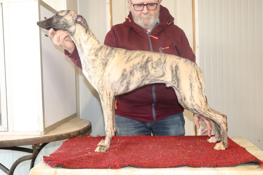 von Hoëhenzoller - Chiot disponible  - Whippet