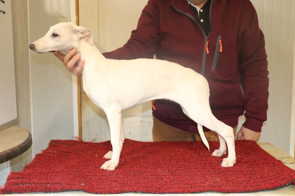 von Hoëhenzoller - Chiot disponible  - Whippet