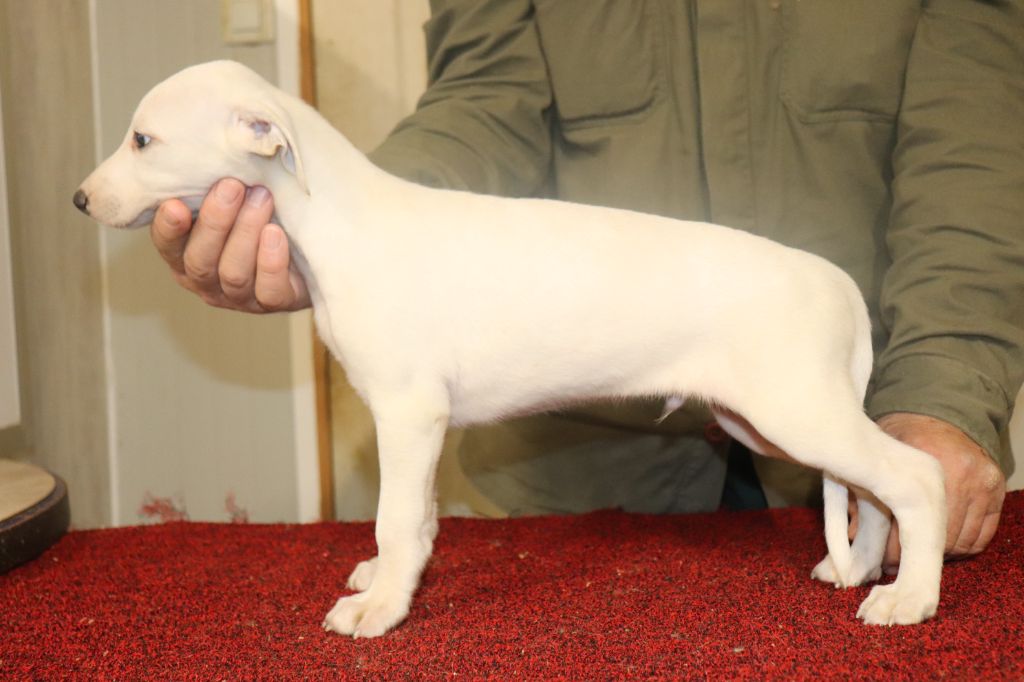 von Hoëhenzoller - Chiot disponible  - Whippet