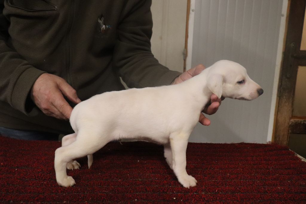 von Hoëhenzoller - Chiot disponible  - Whippet