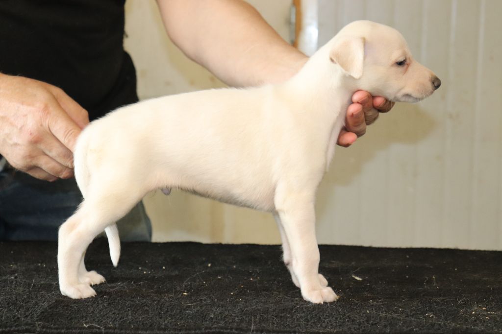 von Hoëhenzoller - Chiot disponible  - Whippet