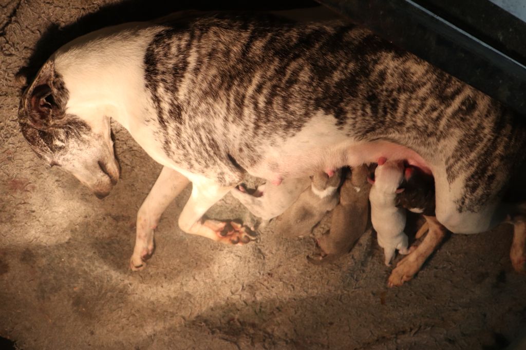 chiot Whippet von Hoëhenzoller