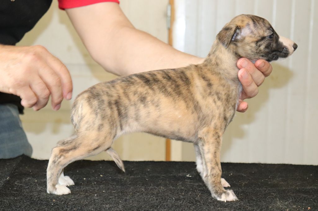 von Hoëhenzoller - Chiot disponible  - Whippet