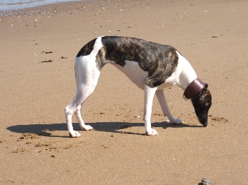 Casey-crisis von Hoëhenzoller