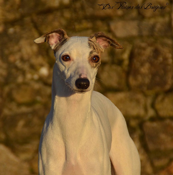 Funny face von Hoëhenzoller