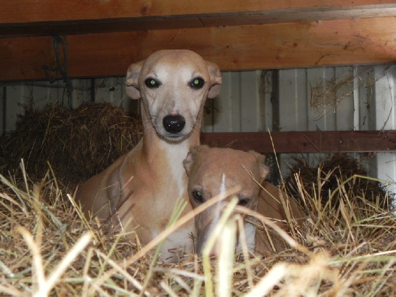 Ella d'or von Hoëhenzoller