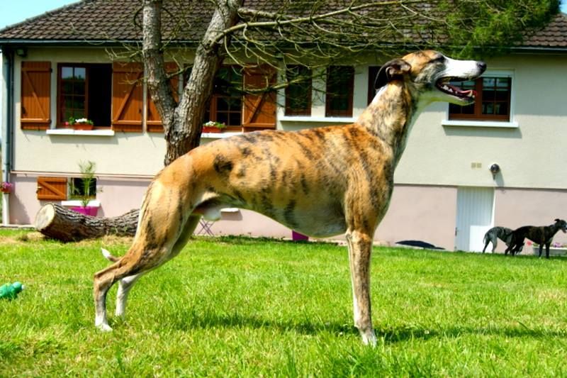 CH. Hogan (co-propriété) von Hoëhenzoller