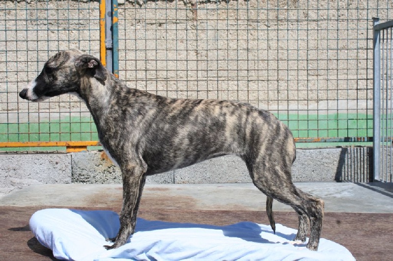 Loïs von Hoëhenzoller