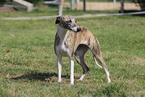 Juna-julia von Hoëhenzoller