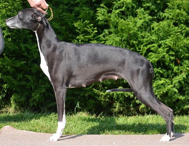 Ebene es'kiss von Hoëhenzoller