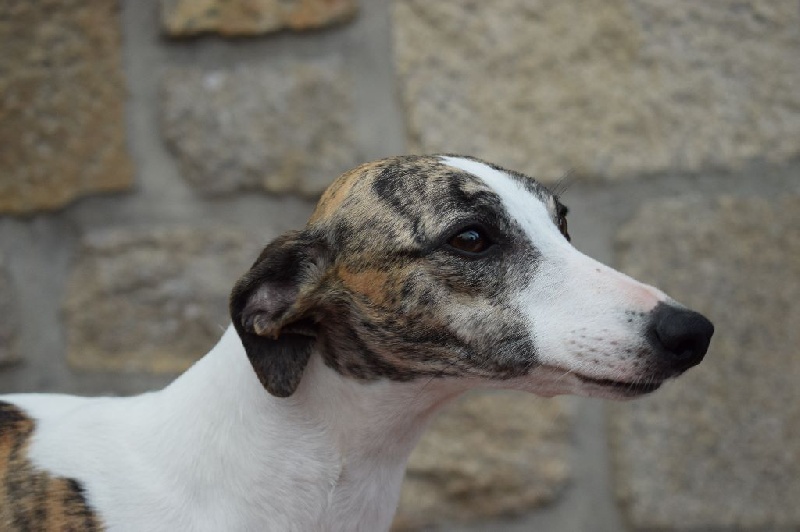 Jamila von Hoëhenzoller