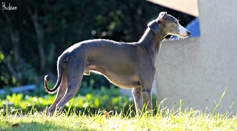 Hudson von Hoëhenzoller