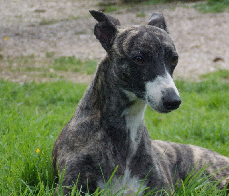 Lipstick von Hoëhenzoller