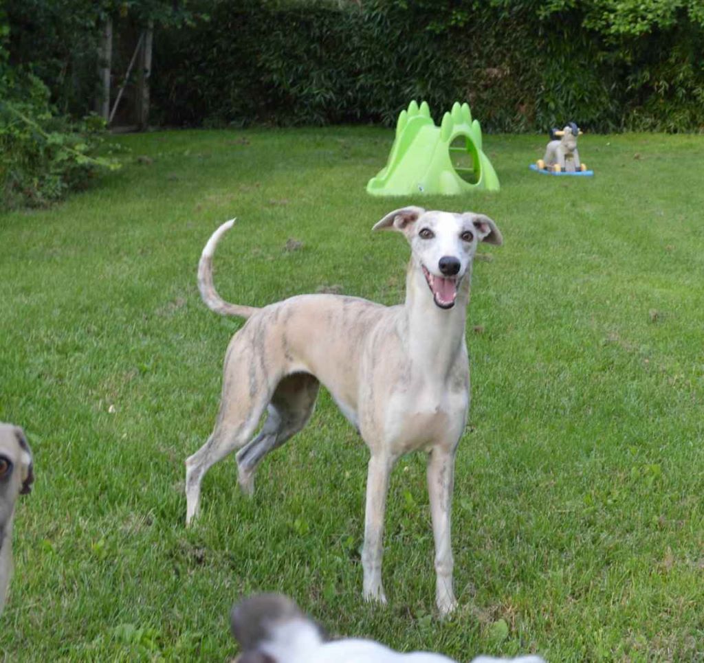 Hylwéna von Hoëhenzoller