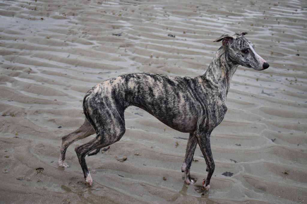 Morgan de toi von Hoëhenzoller