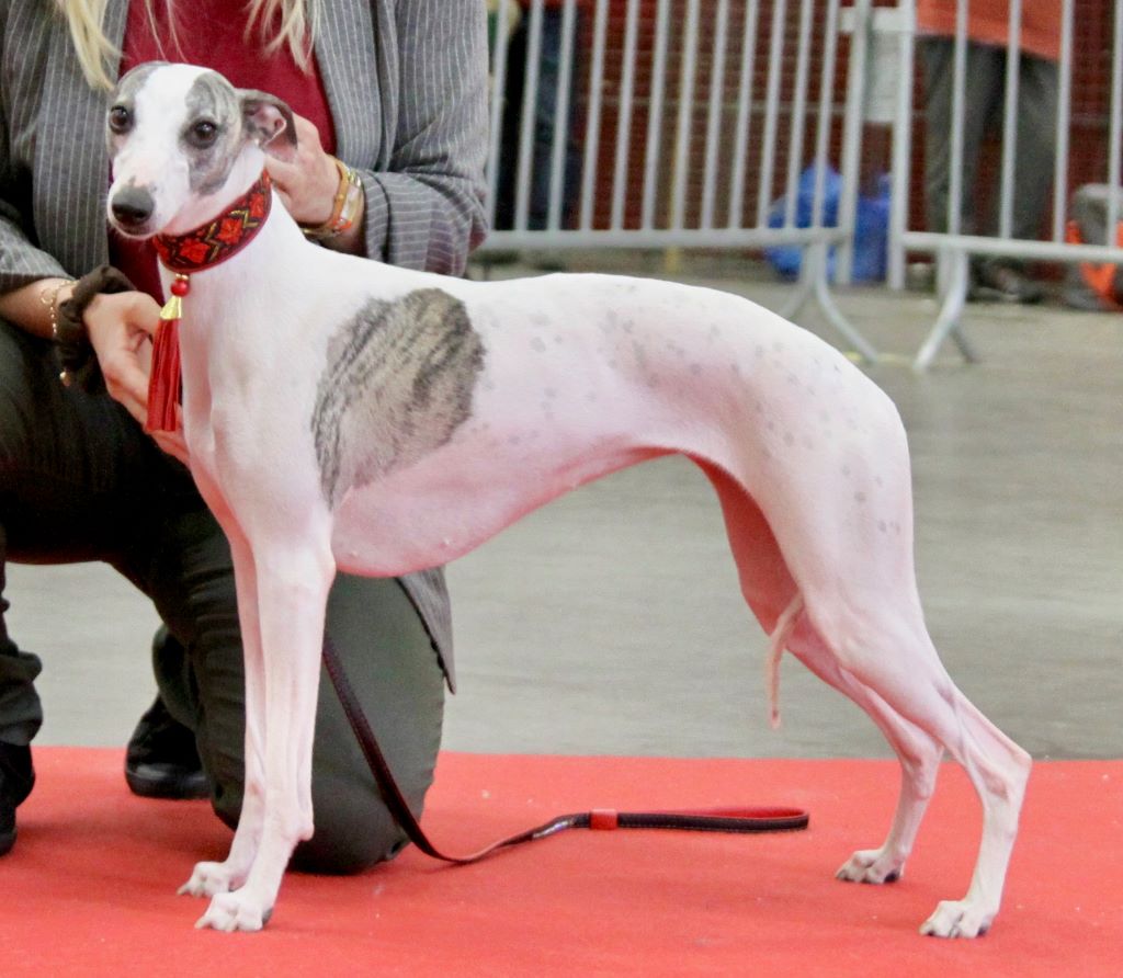 Mademoiselle coco von Hoëhenzoller