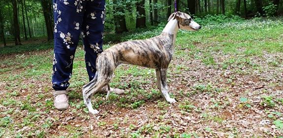Penny lane von Hoëhenzoller