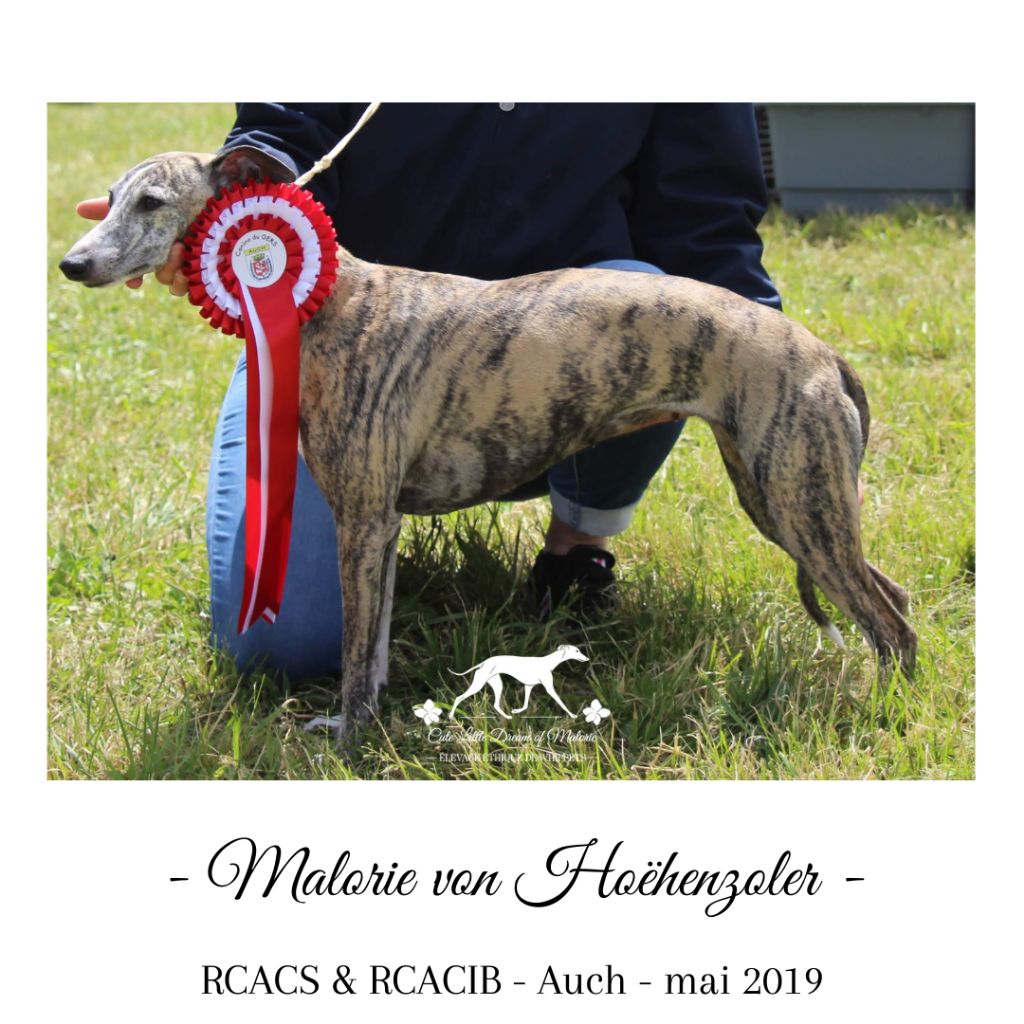 Malorie von Hoëhenzoller