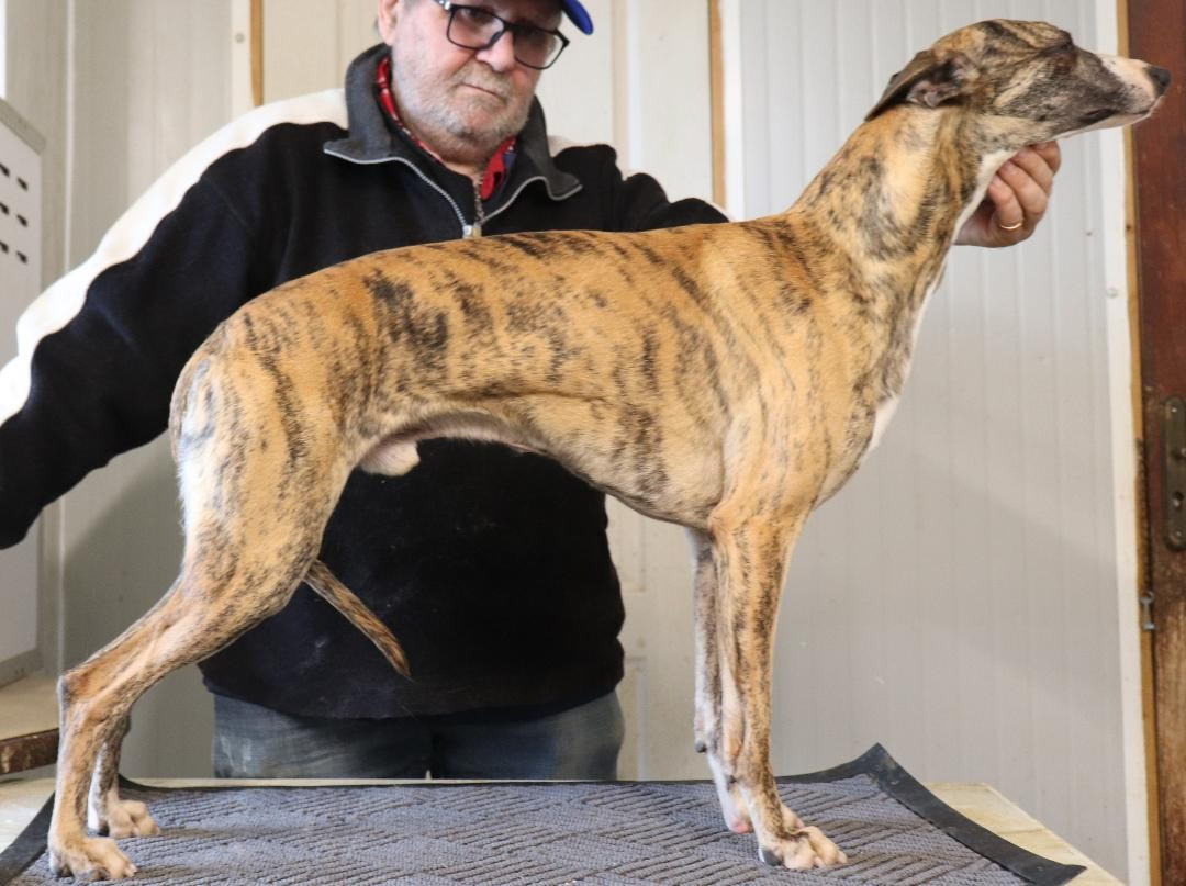 Uryo von Hoëhenzoller